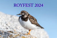Royfest 2024